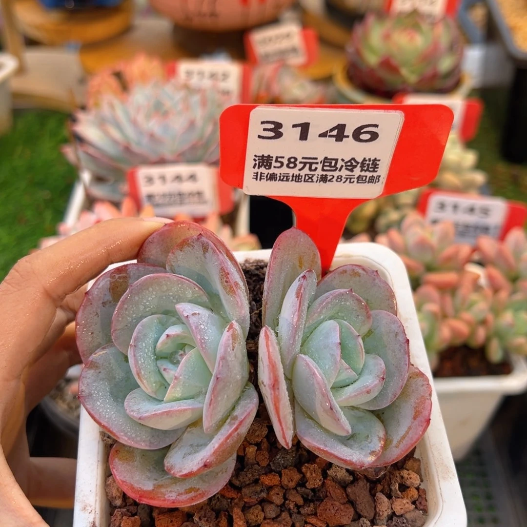 表妹精品多肉3146.