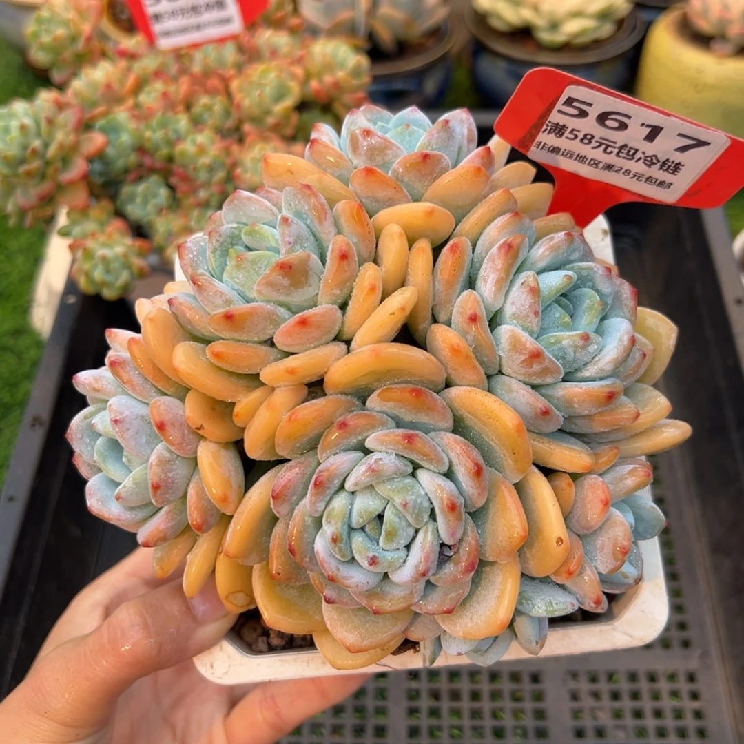 表妹精品多肉5617.