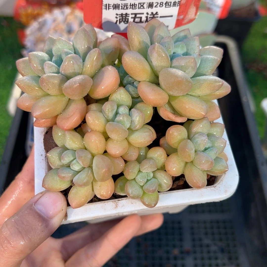 表妹精品多肉5042.