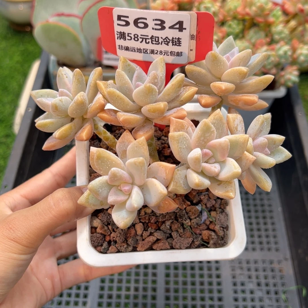 表妹精品多肉5634.