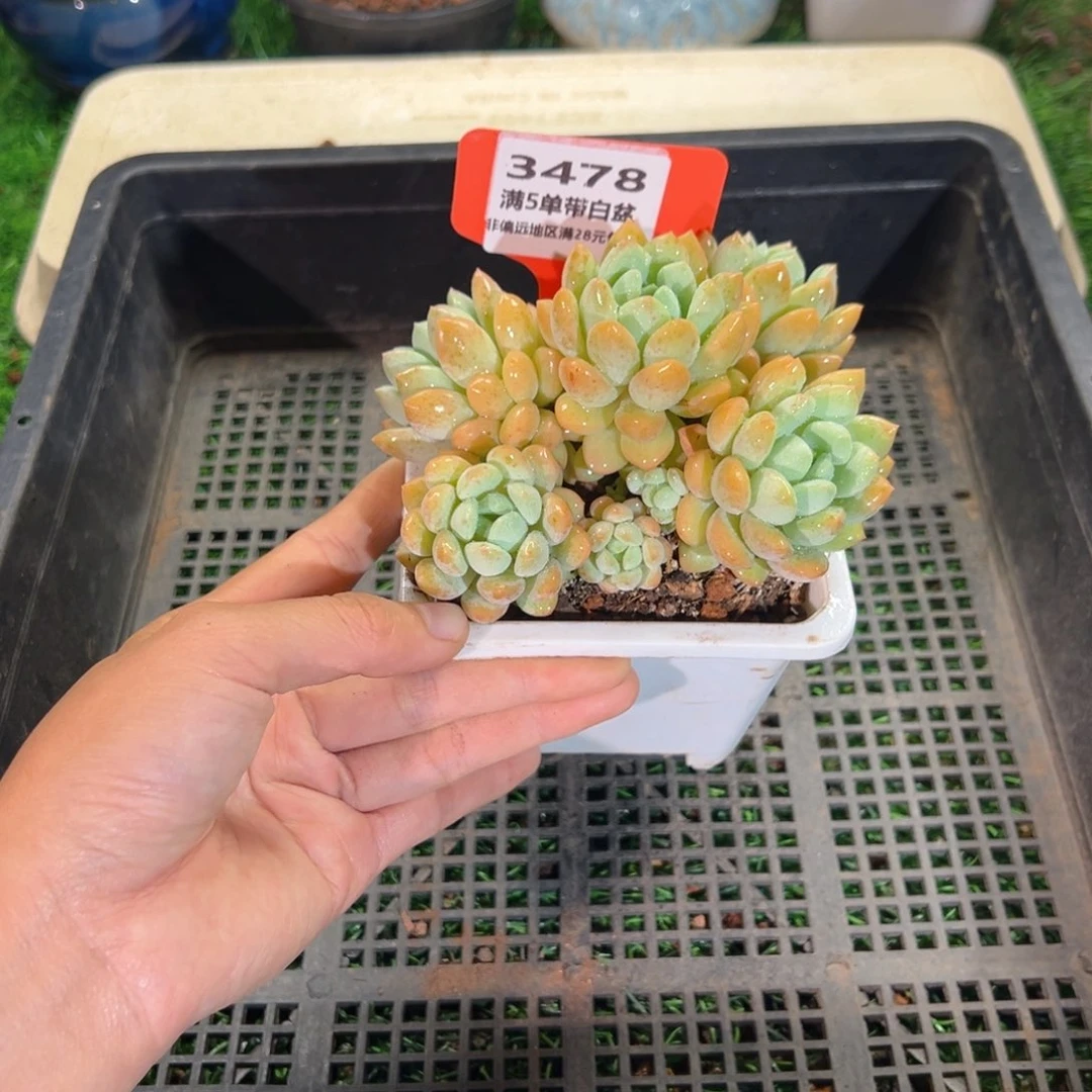 表妹精品多肉3478.