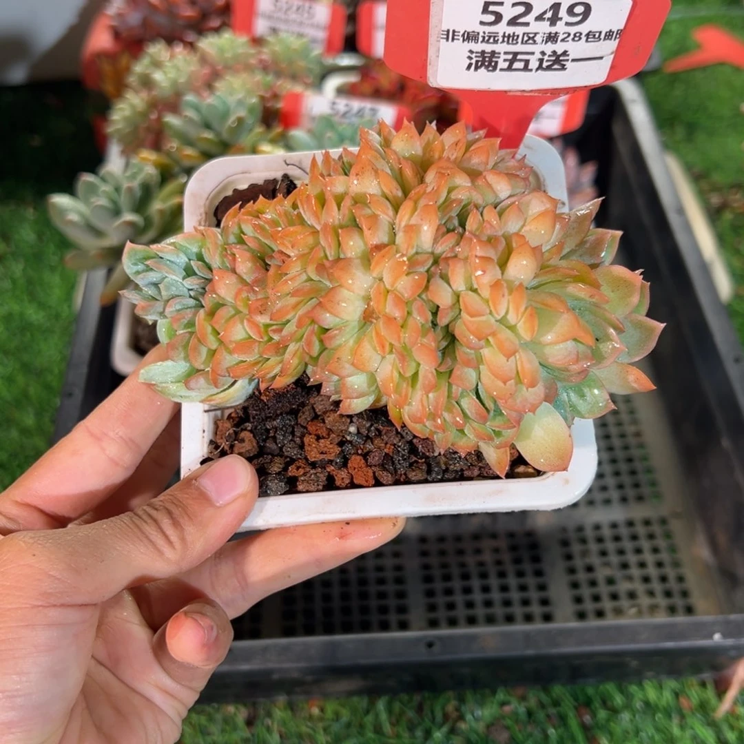 表妹精品多肉5249.