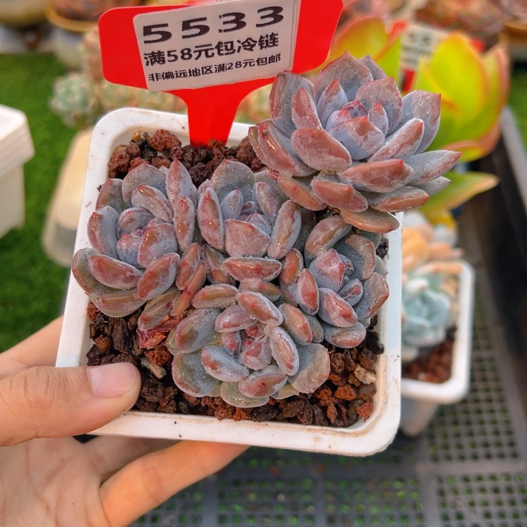 表妹精品多肉5533.