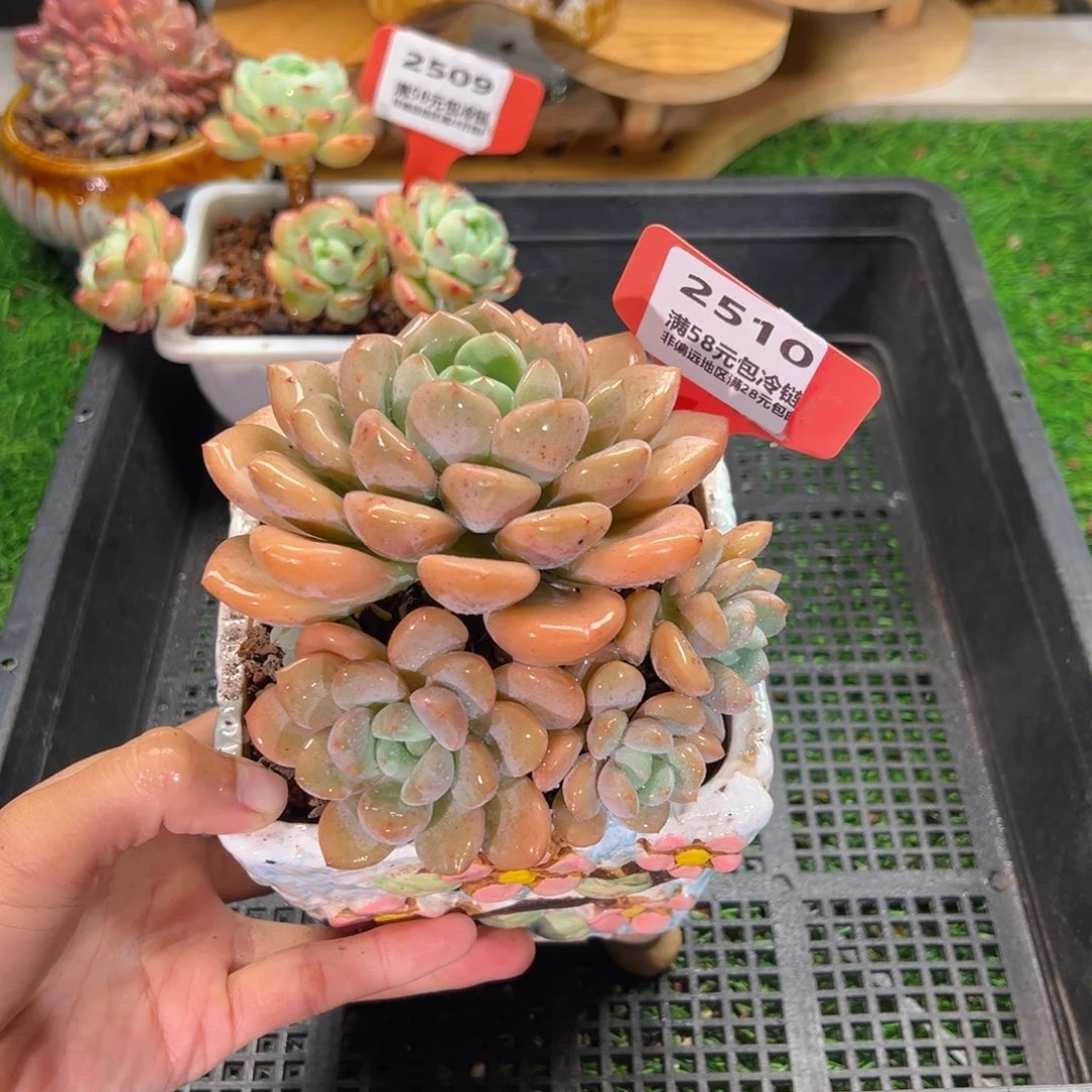 表妹精品多肉2510.