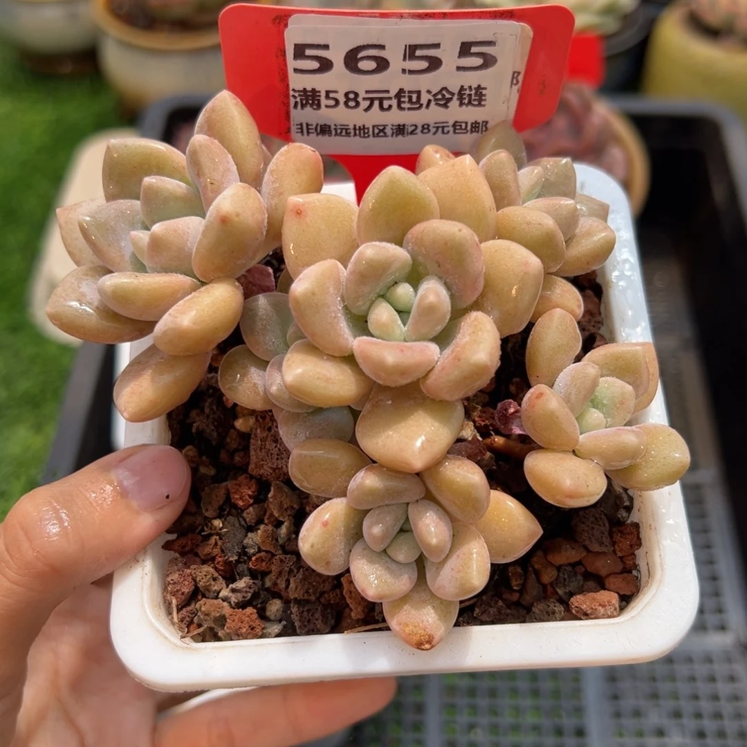 表妹精品多肉5655.