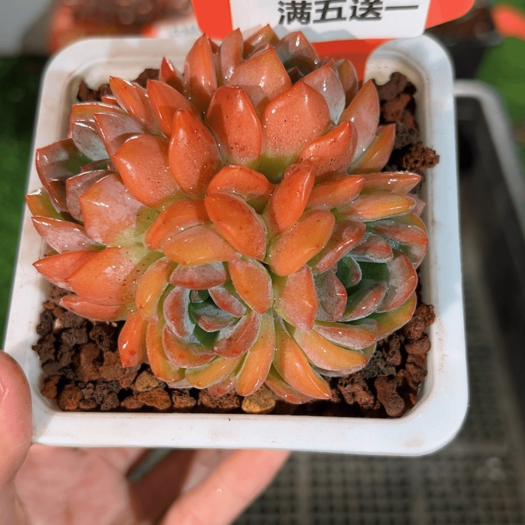 表妹精品多肉5163.