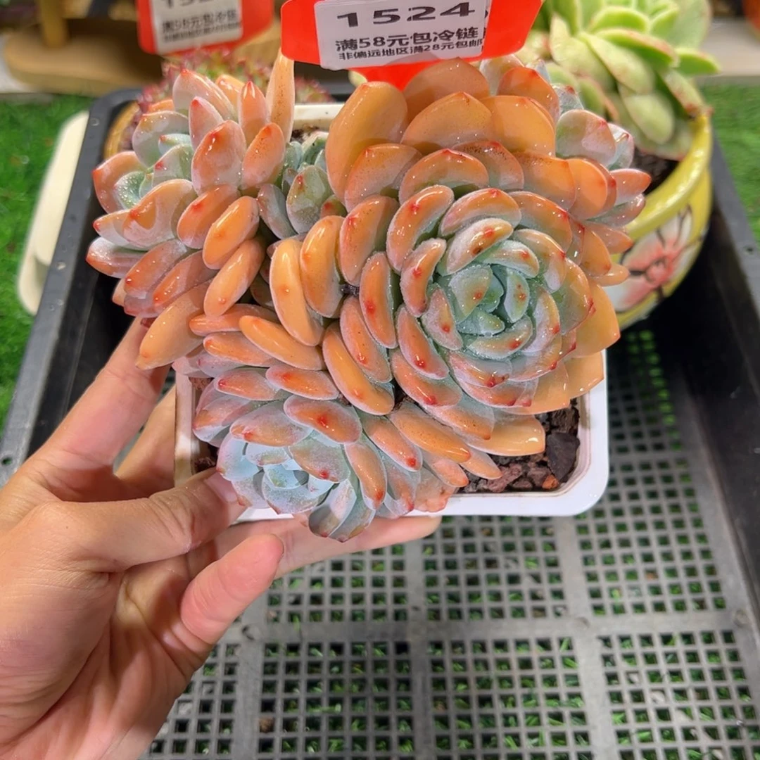 表妹精品多肉1524.