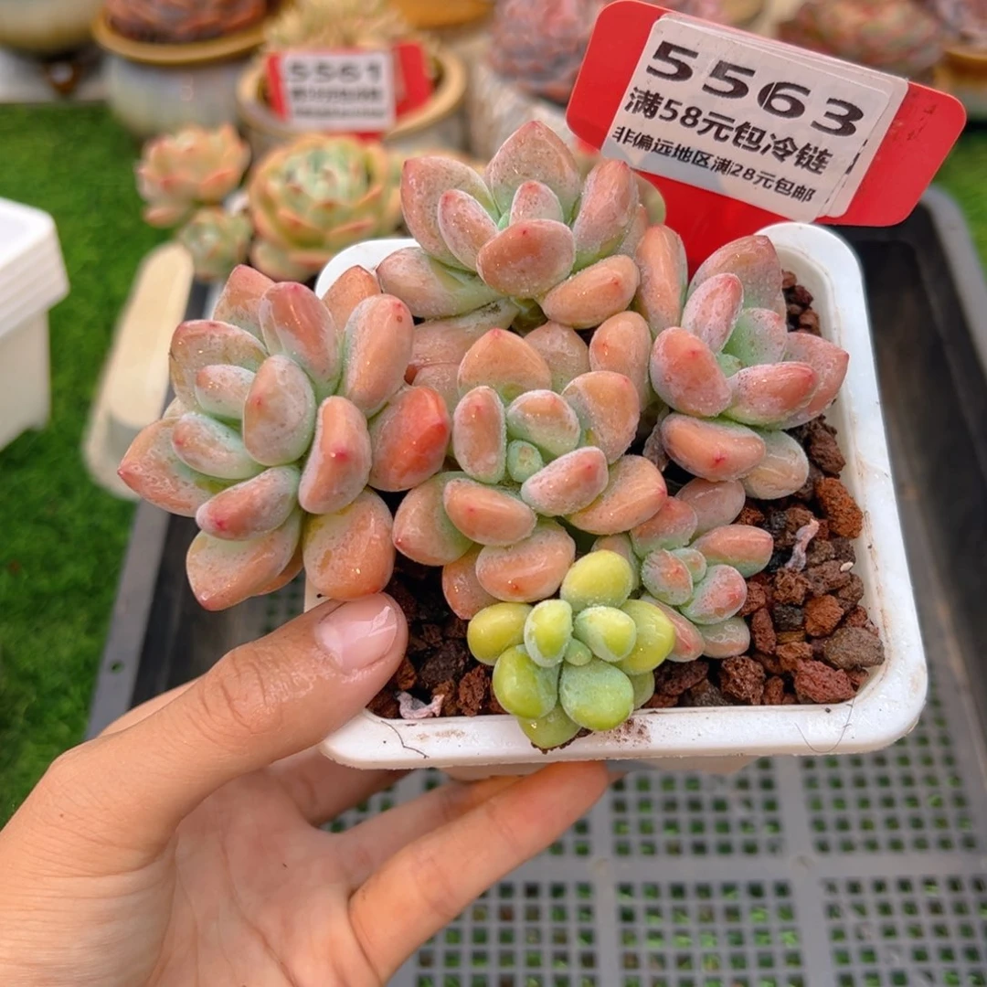表妹精品多肉5563.