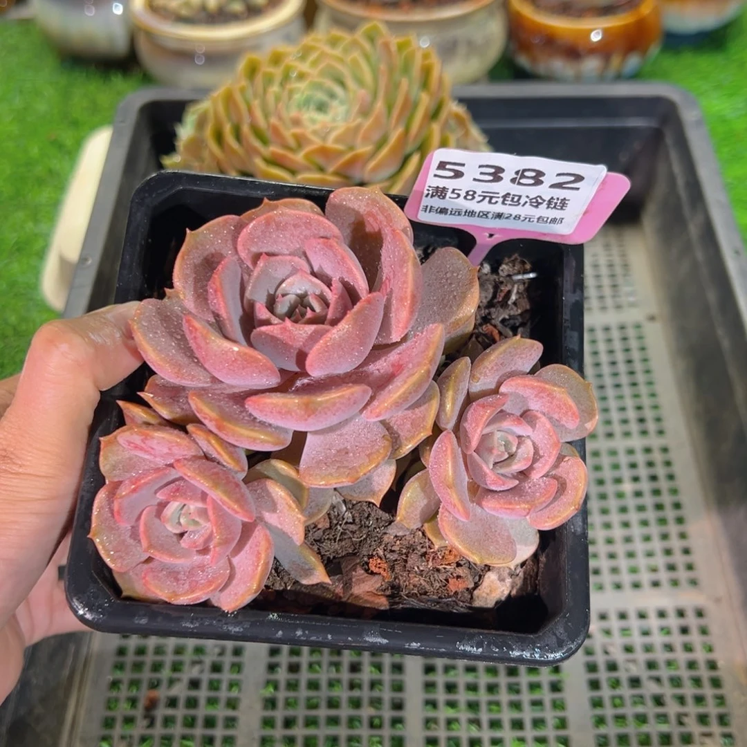 表妹精品多肉5382.