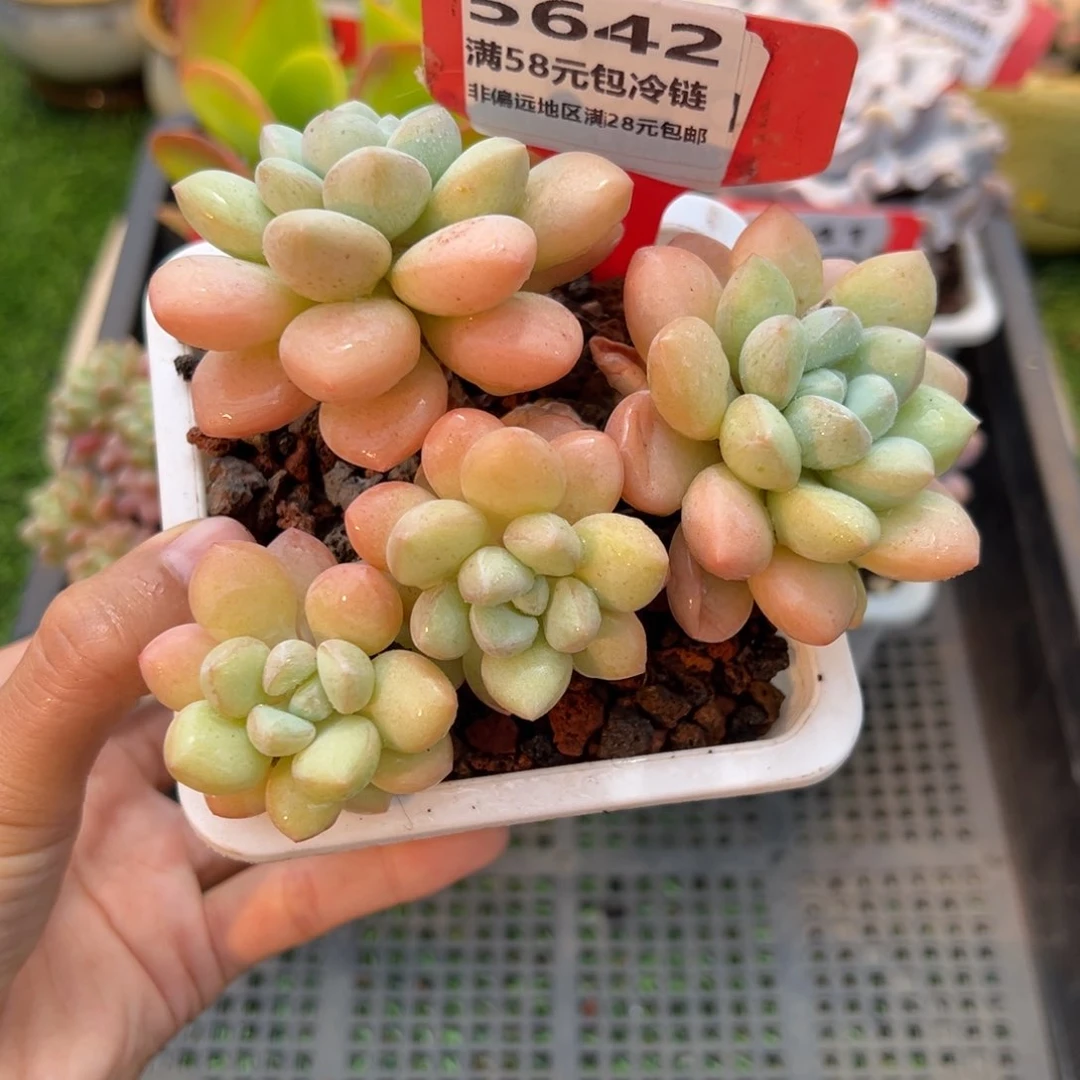 表妹精品多肉5642.