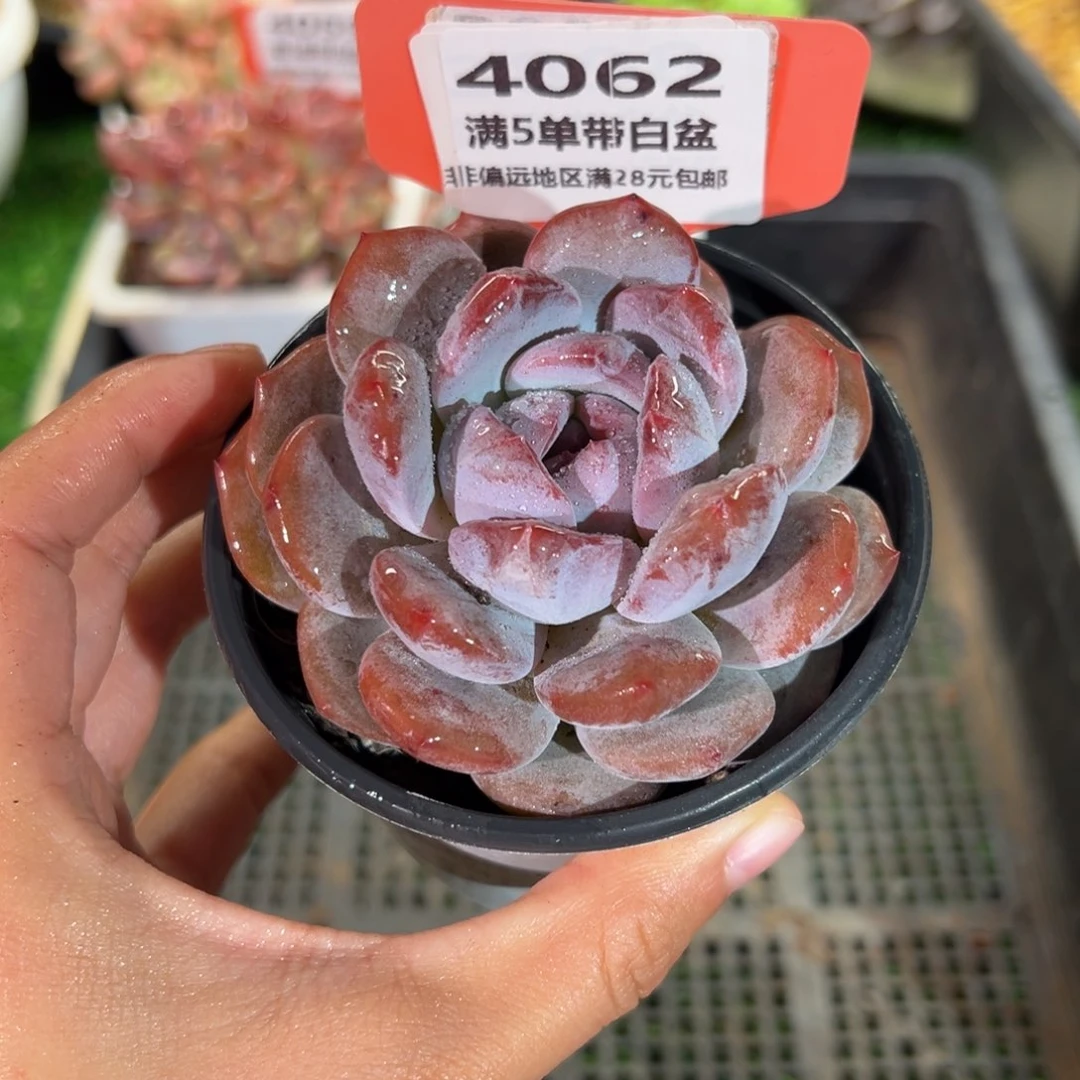 表妹精品多肉4062.