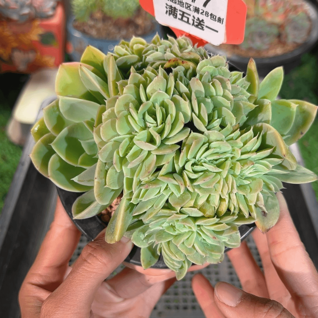 表妹精品多肉3977.