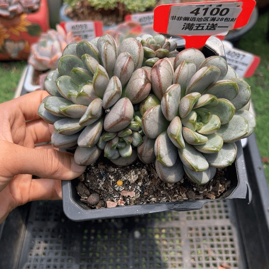 表妹精品多肉4100.