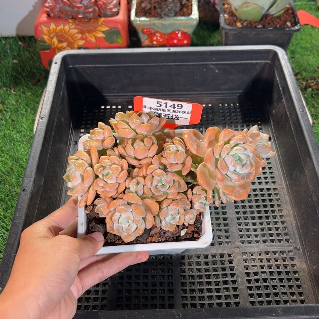 表妹精品多肉5149.