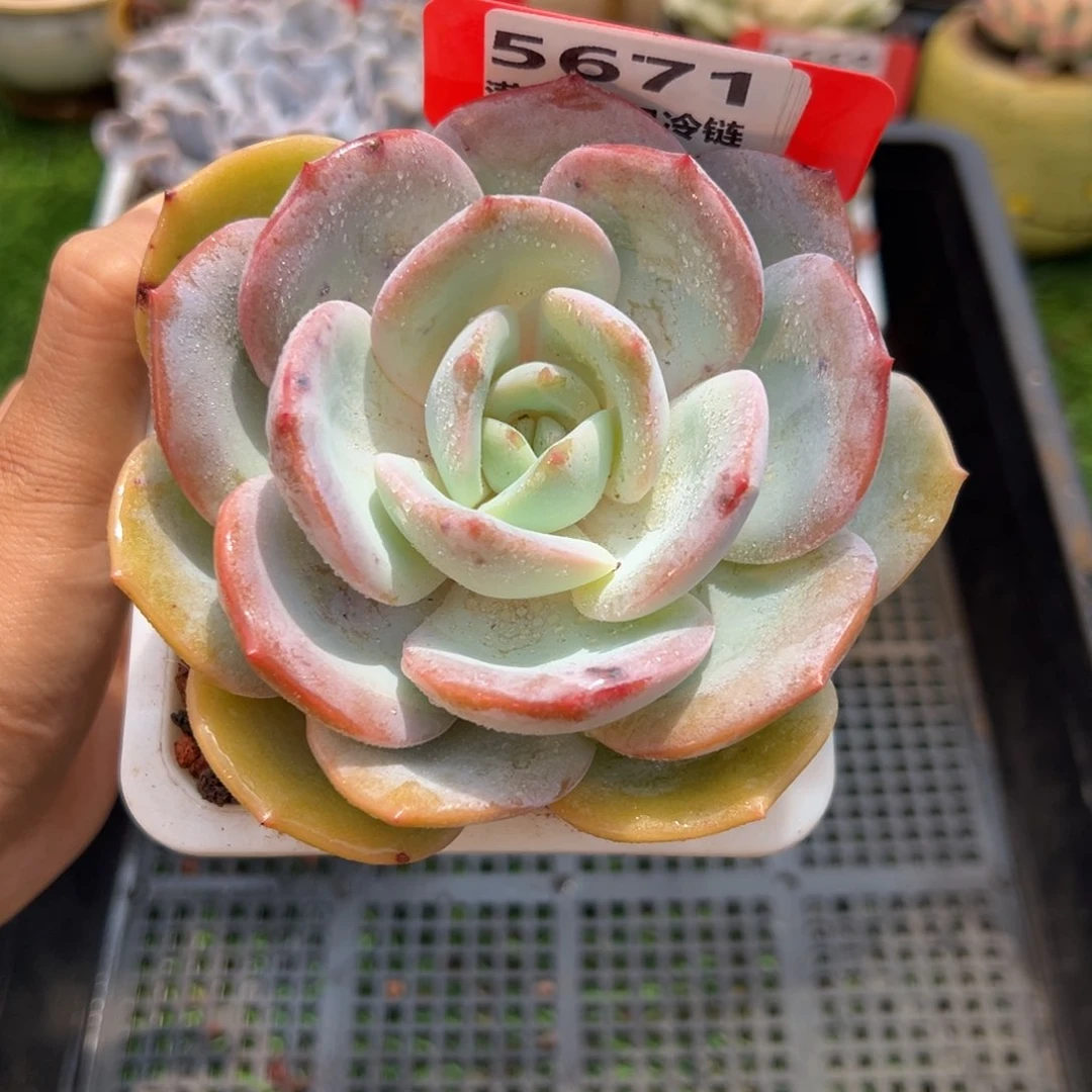 表妹精品多肉5671.