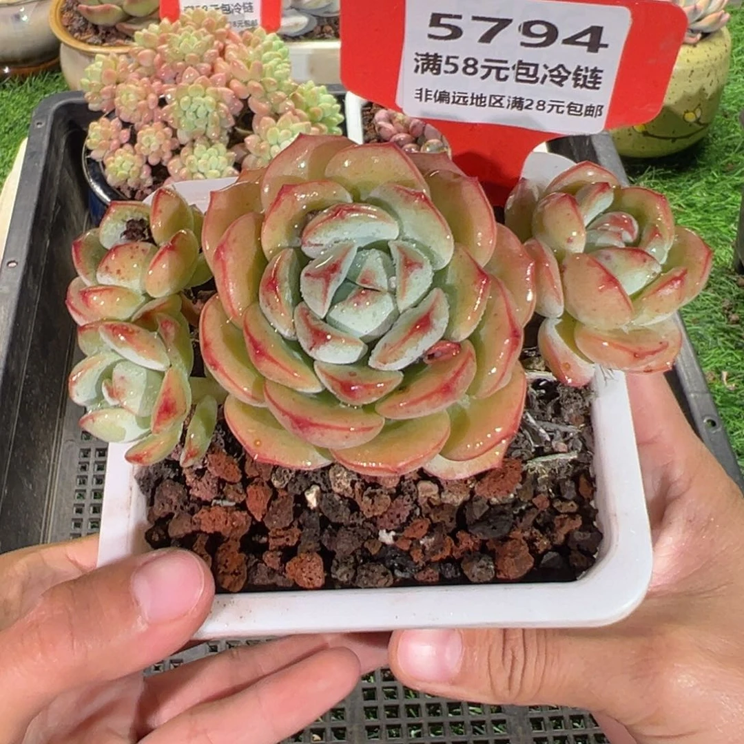 表妹精品多肉5794.