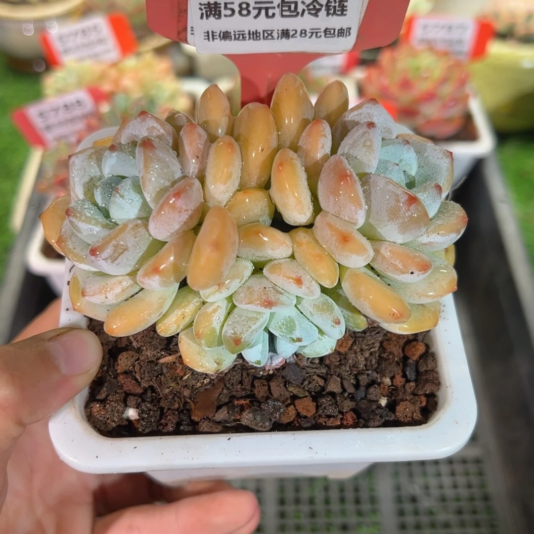 表妹精品多肉5790.