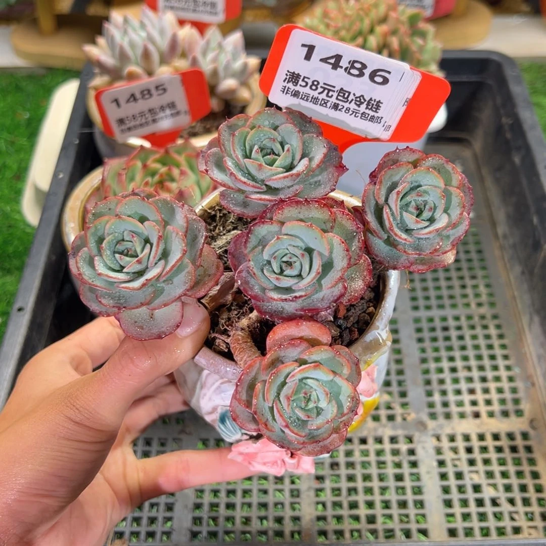 表妹精品多肉1486.