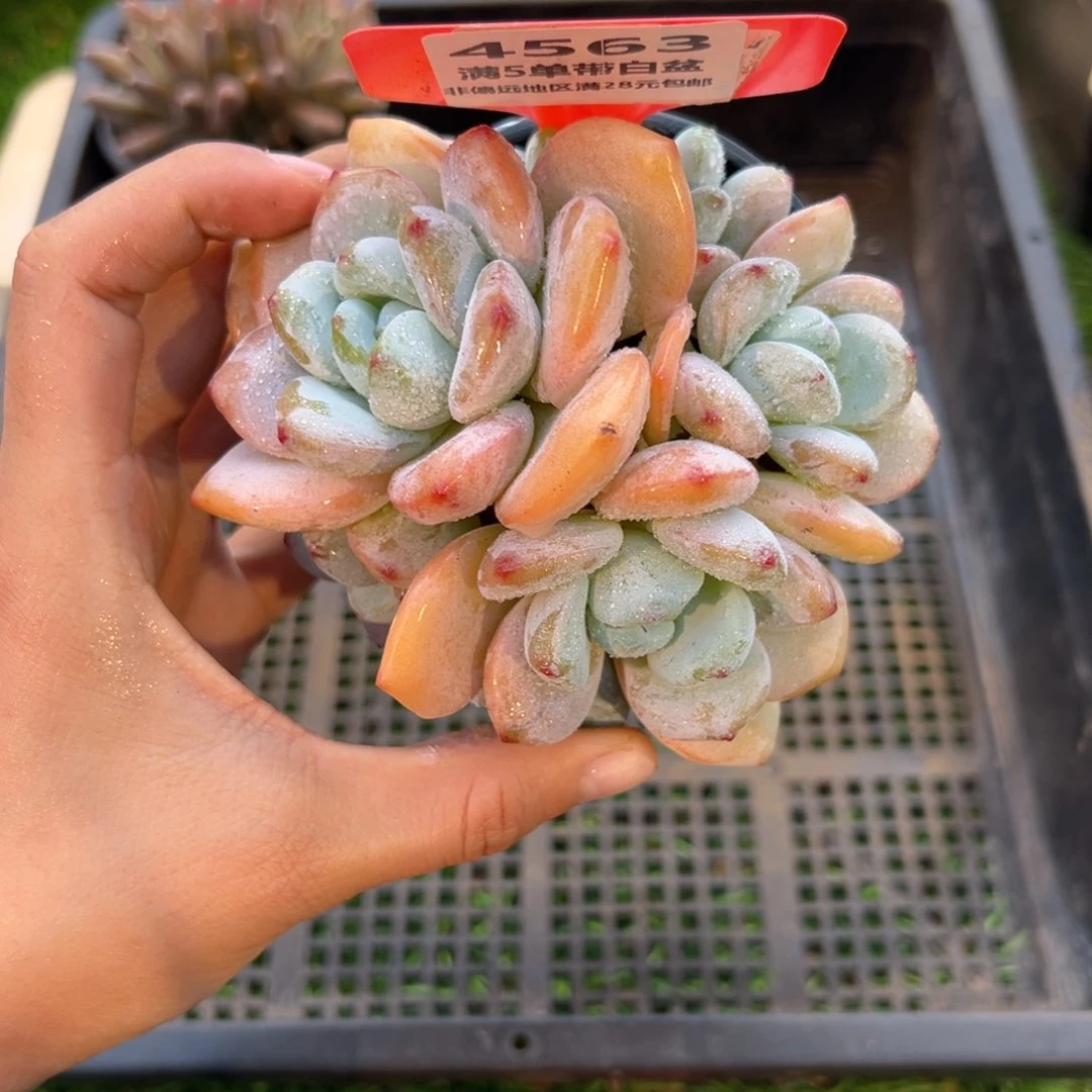 表妹精品多肉4563.