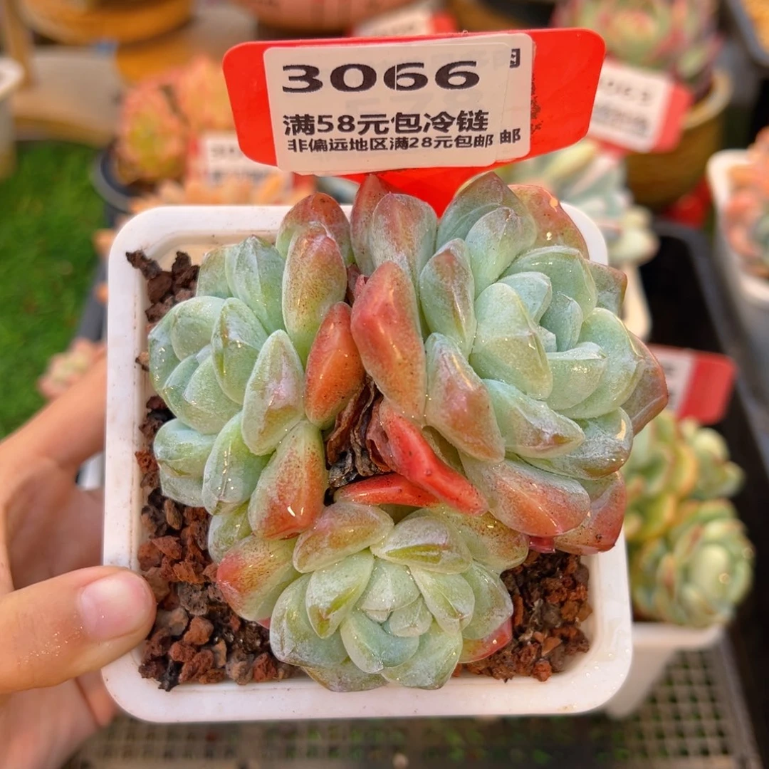 表妹精品多肉3066.