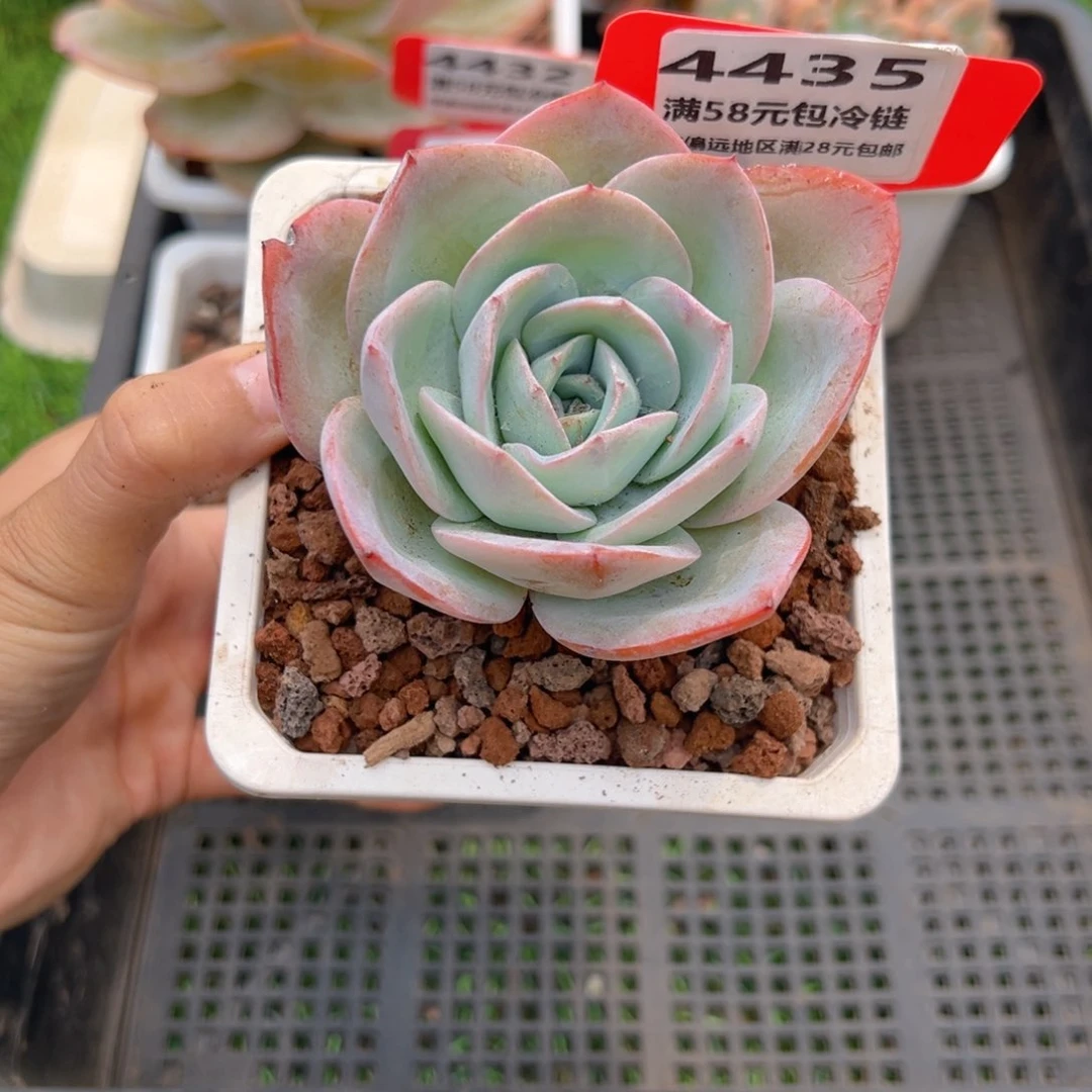 表妹精品多肉4435.