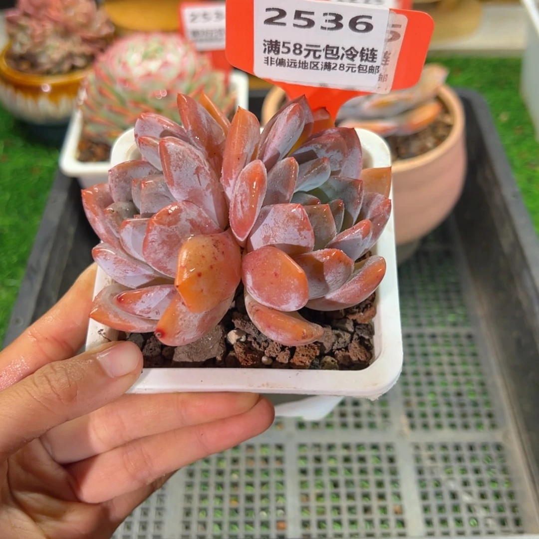 表妹精品多肉2536.