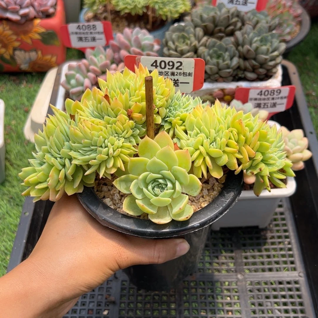 表妹精品多肉4092.