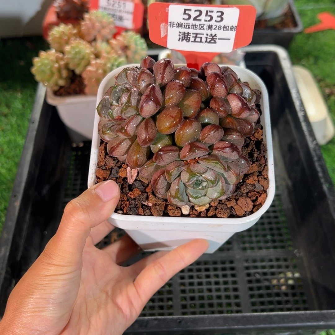 表妹精品多肉5253.