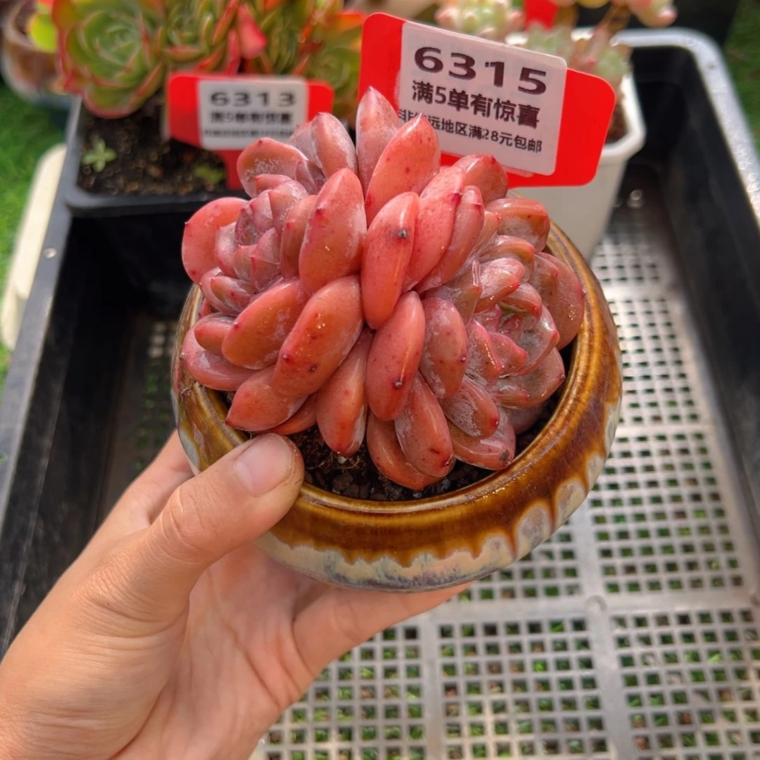 表妹精品多肉6315.