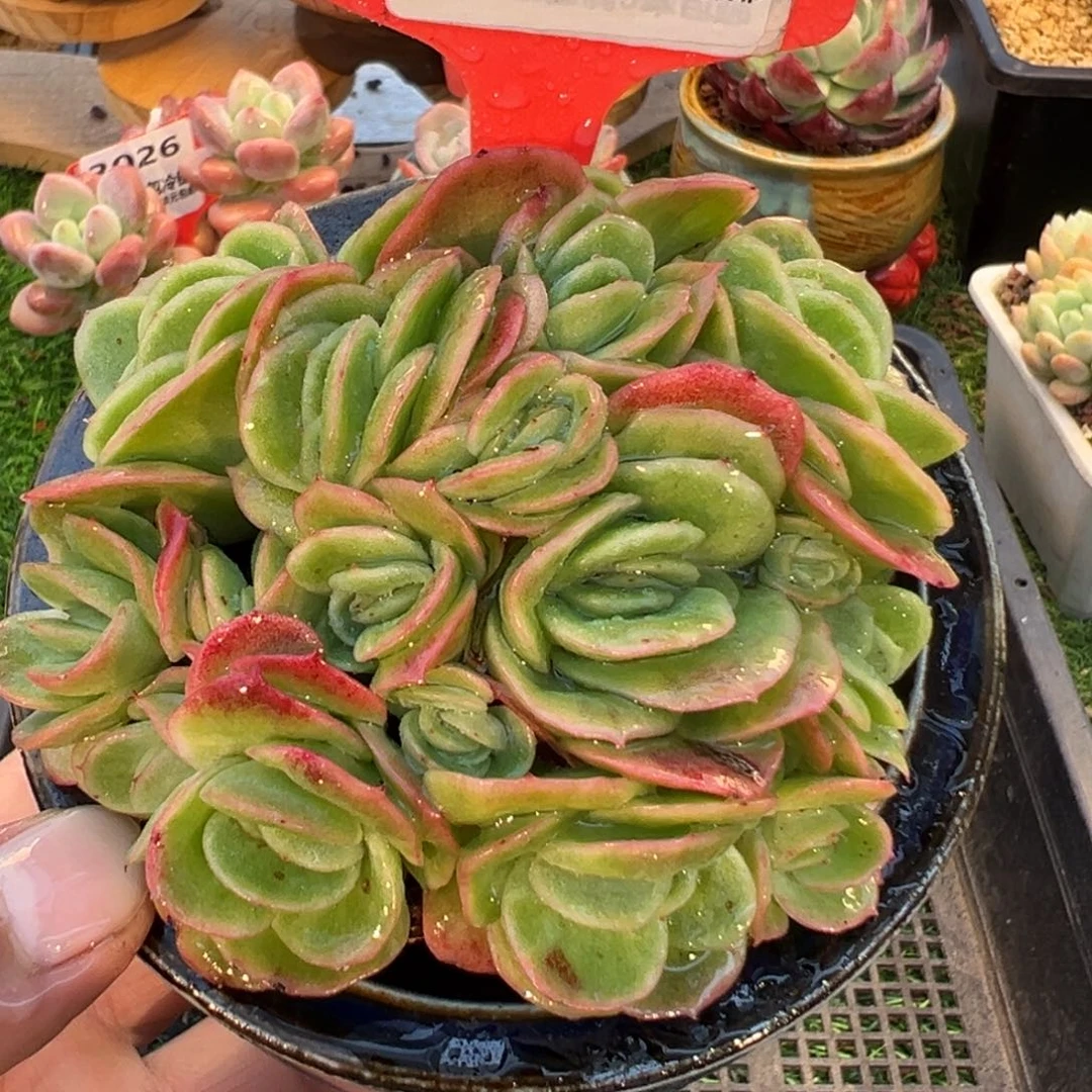 表妹精品多肉3031