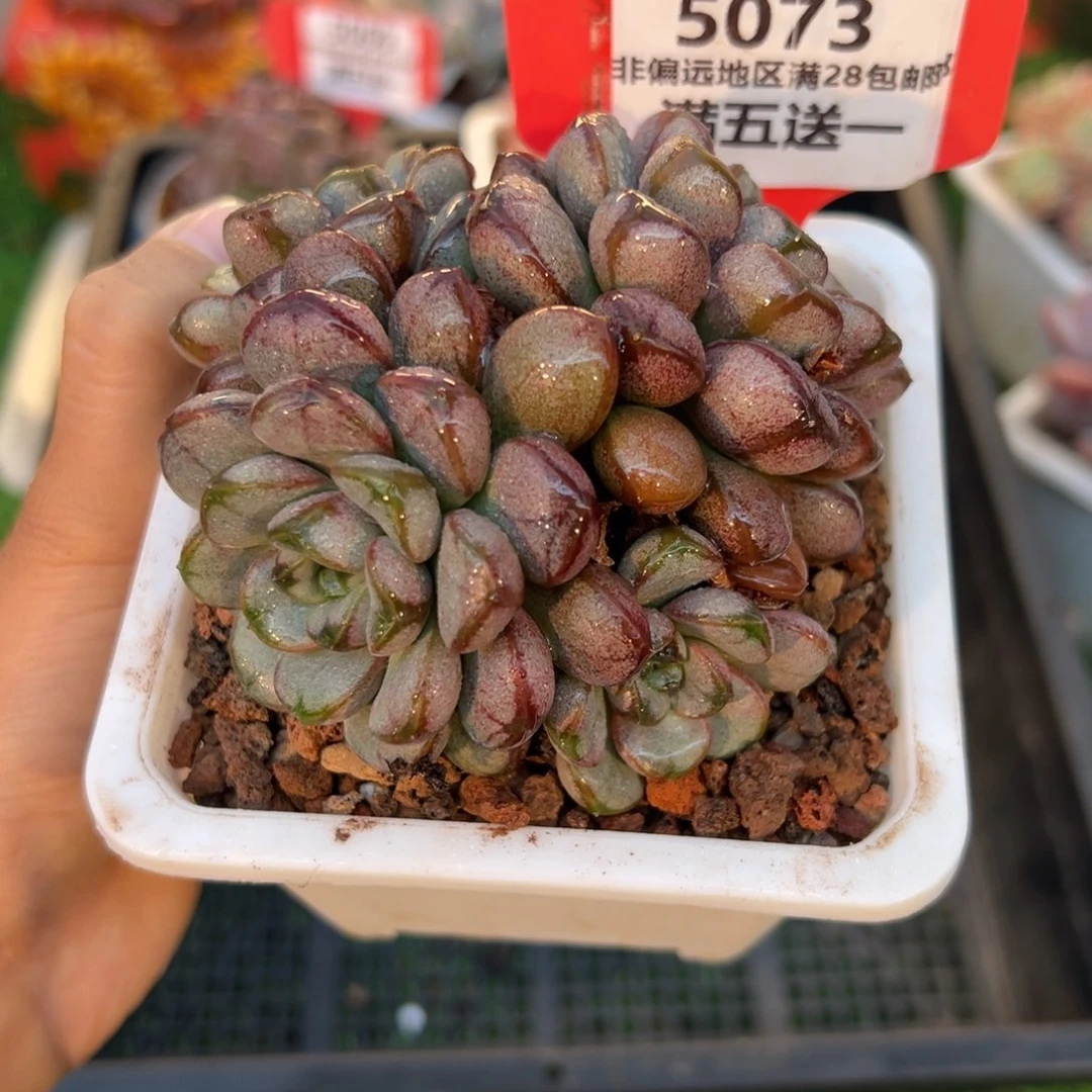 表妹精品多肉5073.