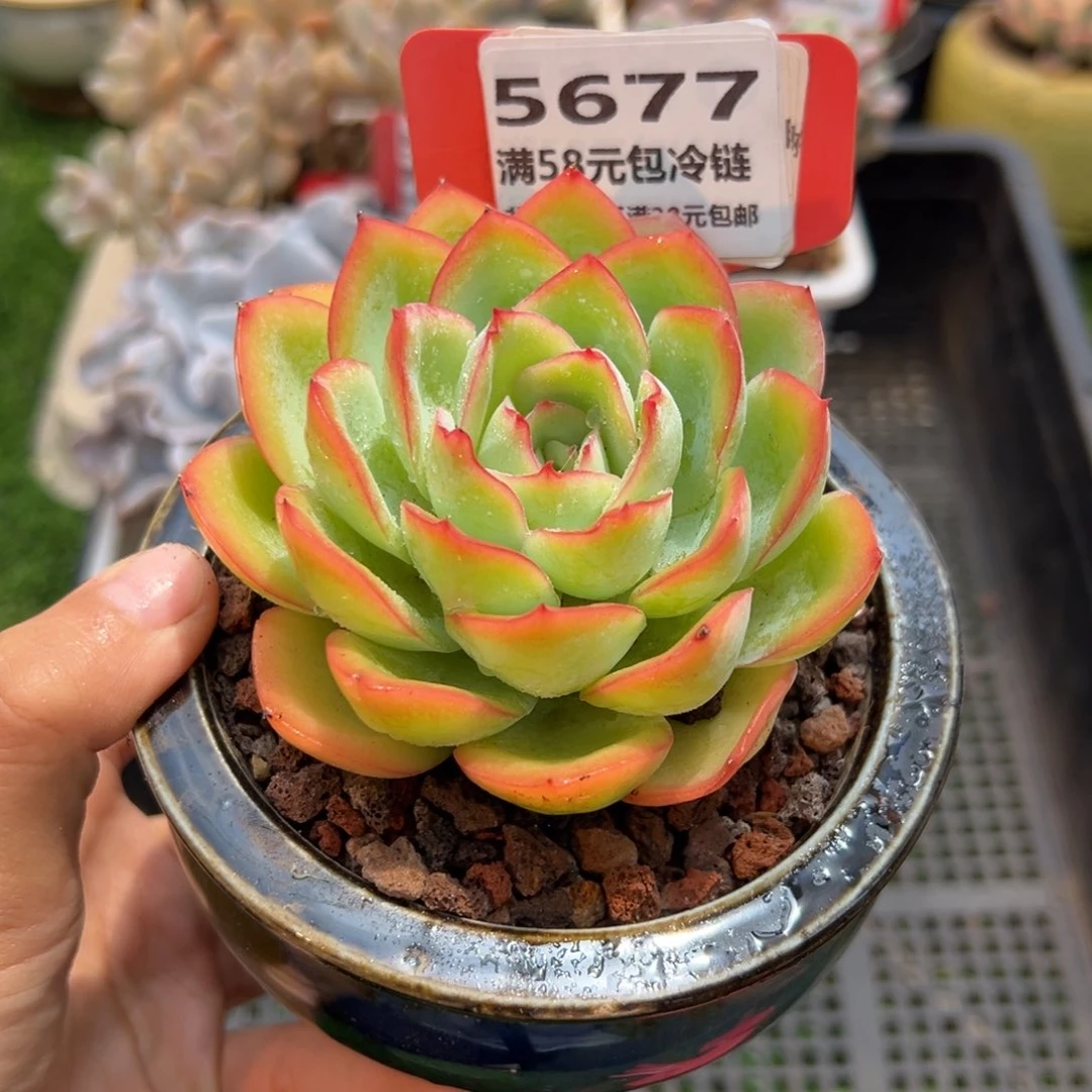 表妹精品多肉5677.