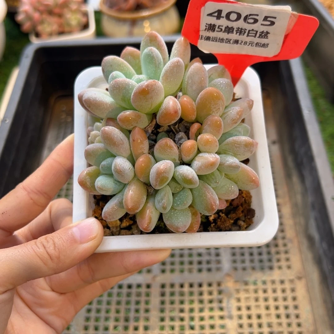 表妹精品多肉4065.