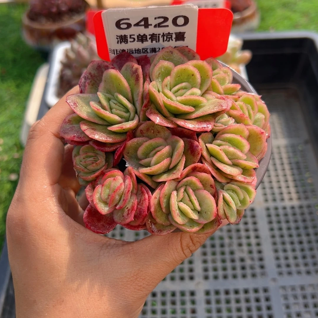 表妹精品多肉6420.