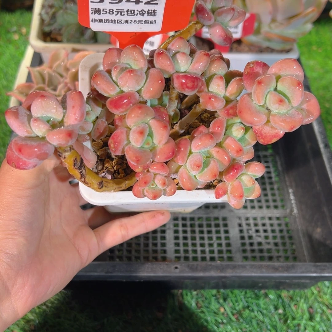 表妹精品多肉3942.
