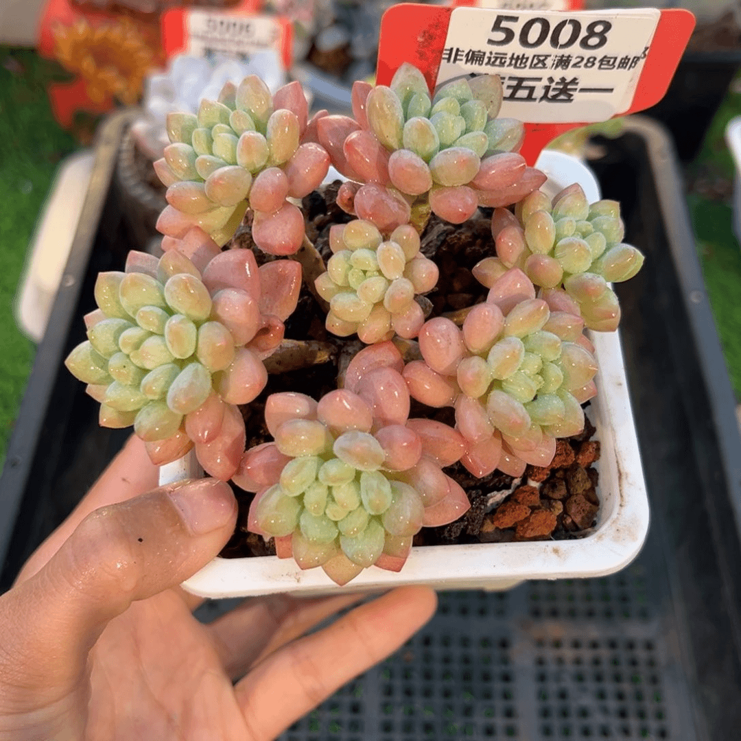 表妹精品多肉5008.