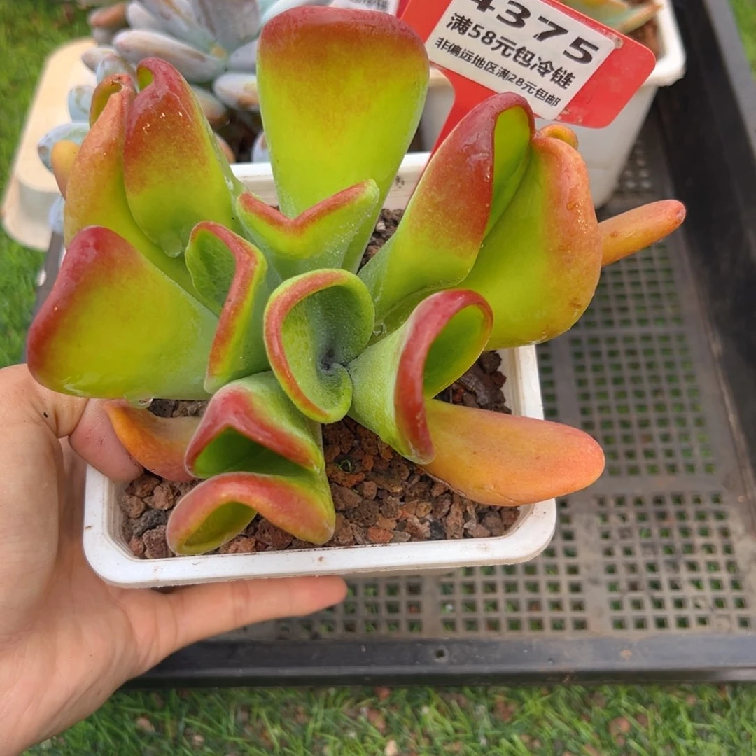 表妹精品多肉4375.