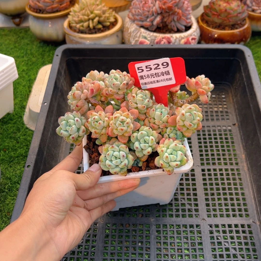 表妹精品多肉5529.