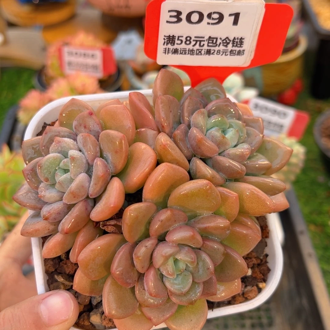 表妹精品多肉3091.