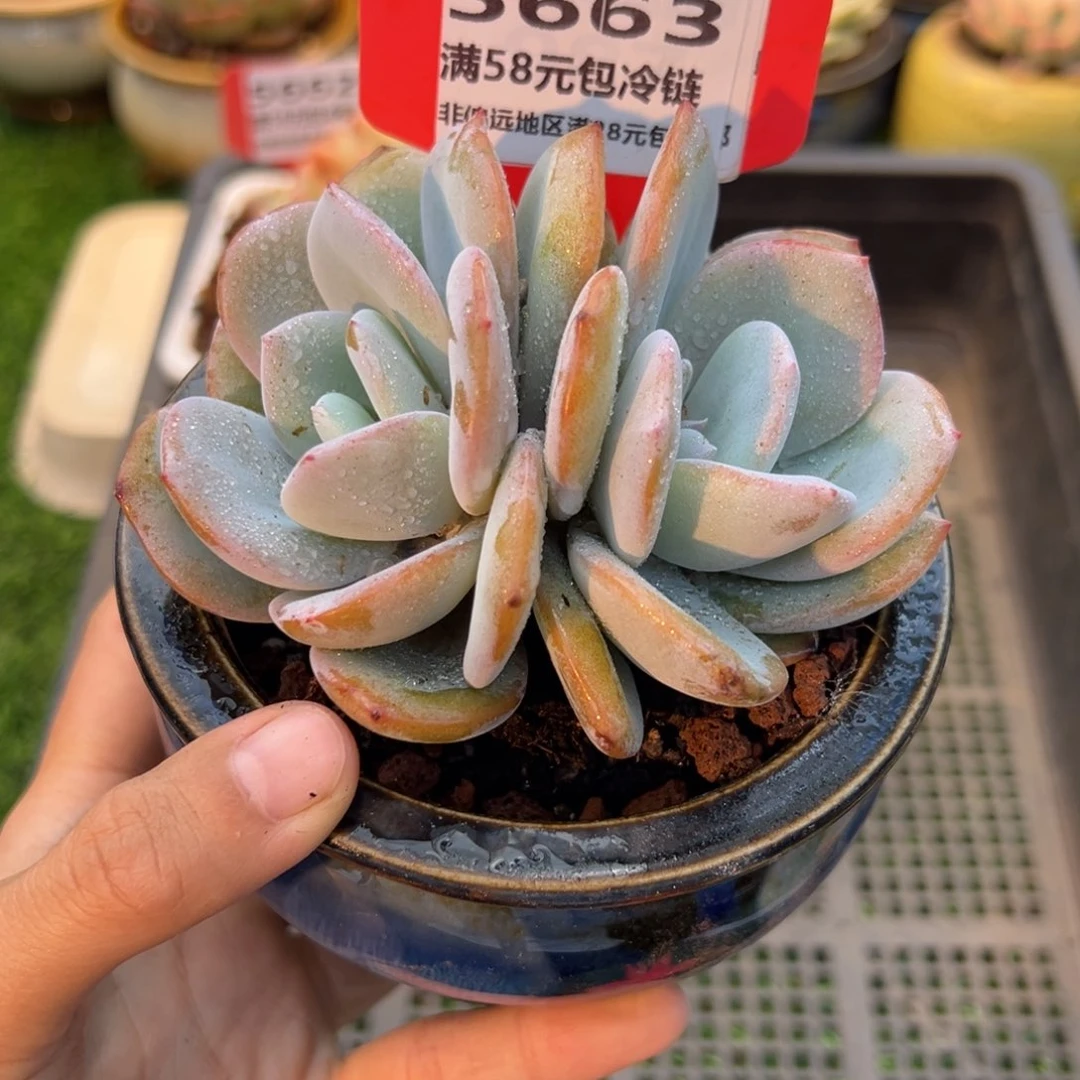 表妹精品多肉5663.