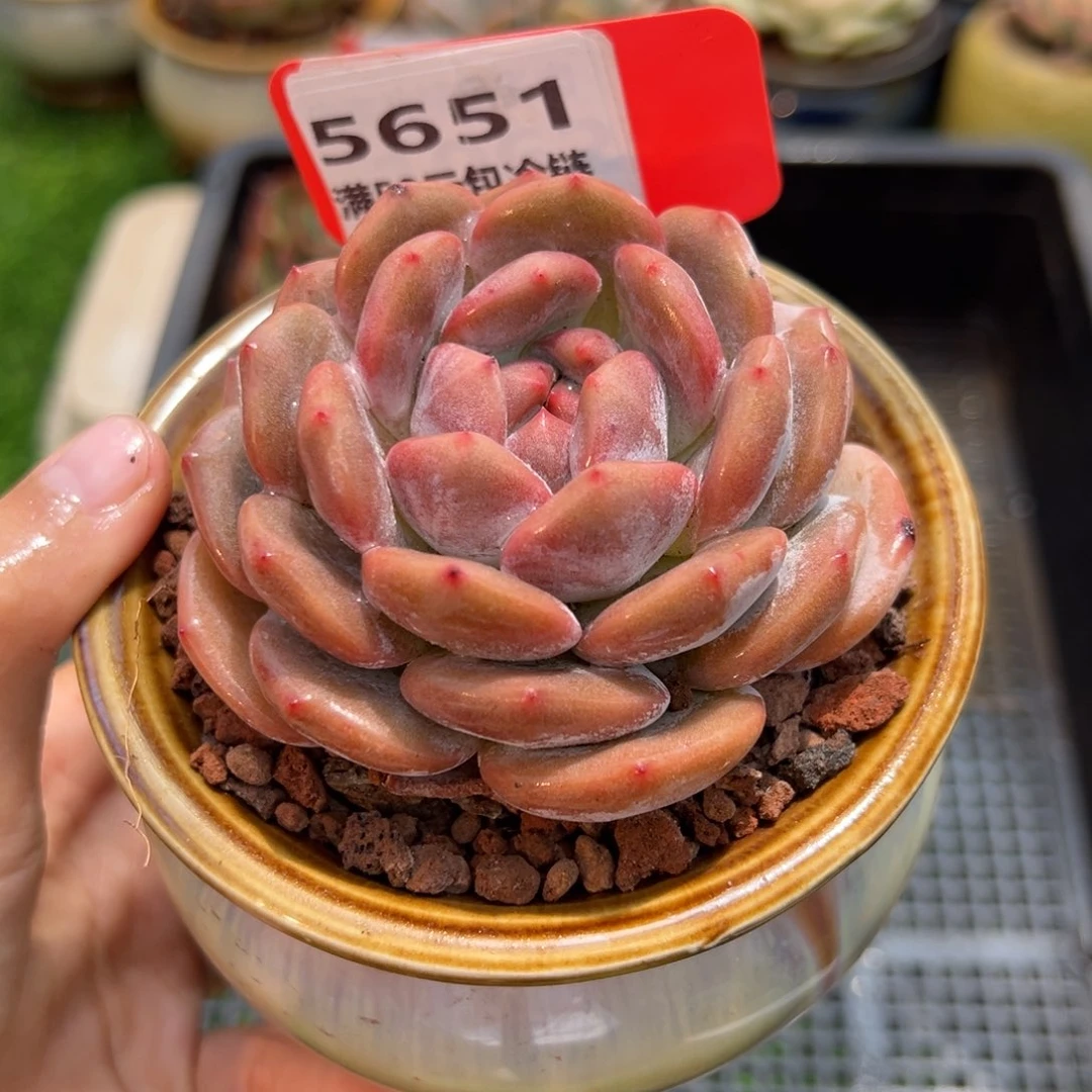 表妹精品多肉5651.