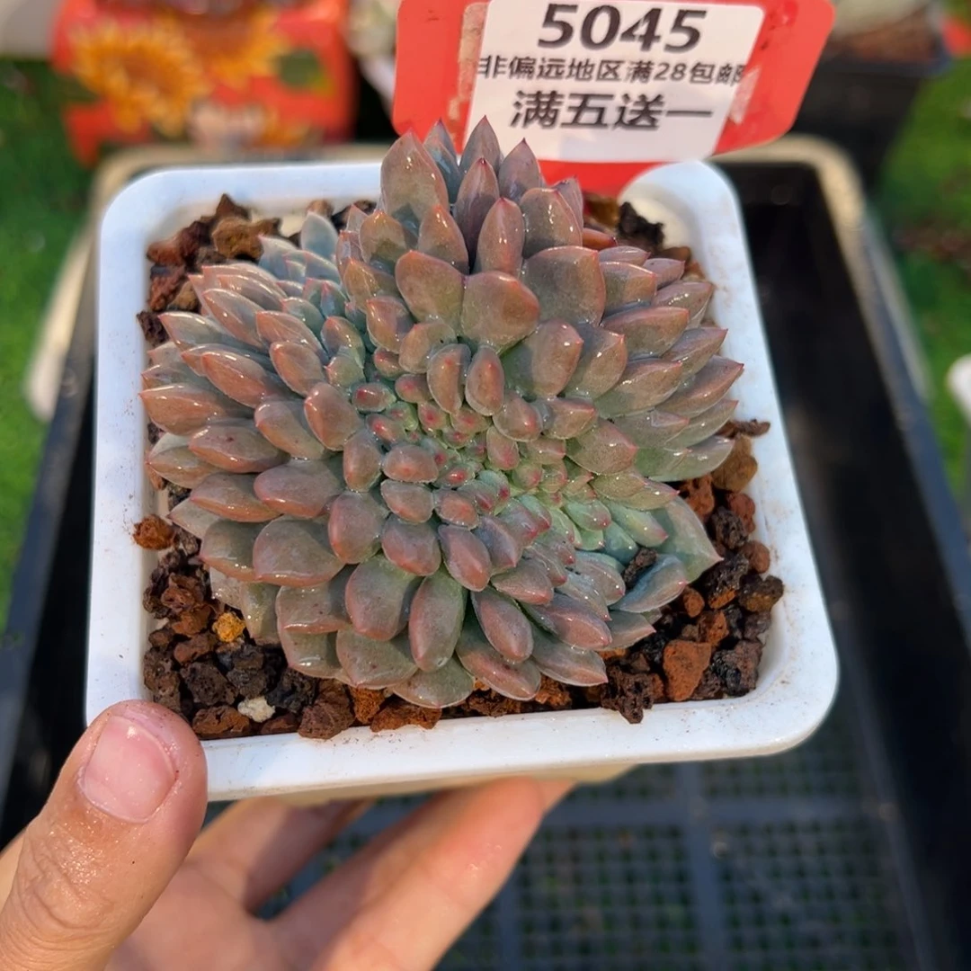 表妹精品多肉5045.