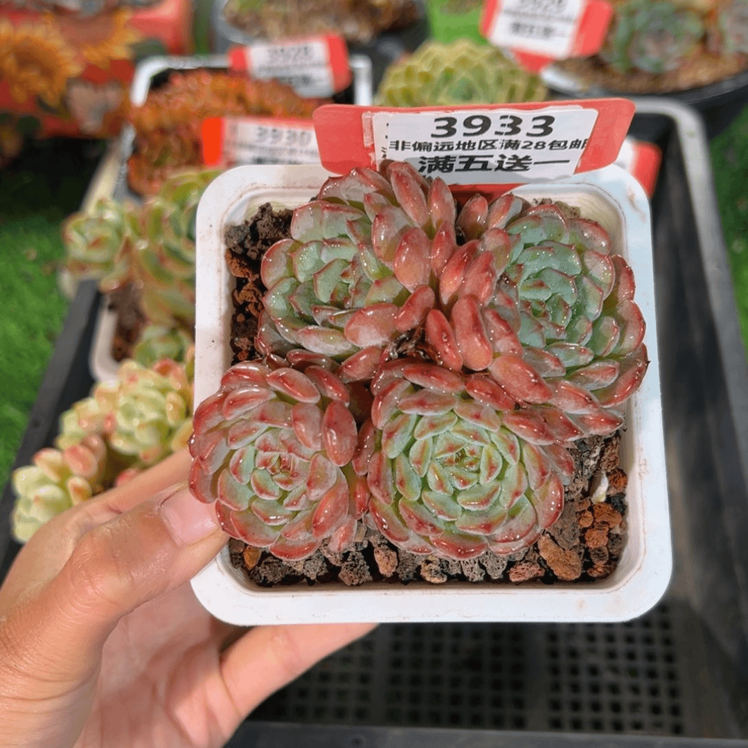 表妹精品多肉3933.