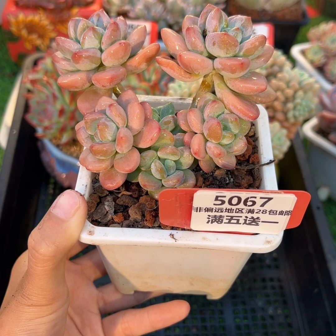 表妹精品多肉5067.