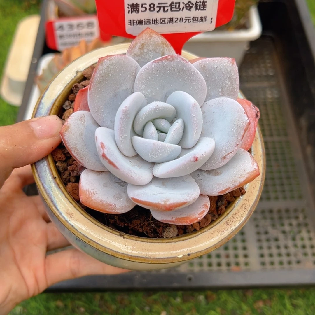 表妹精品多肉4369.