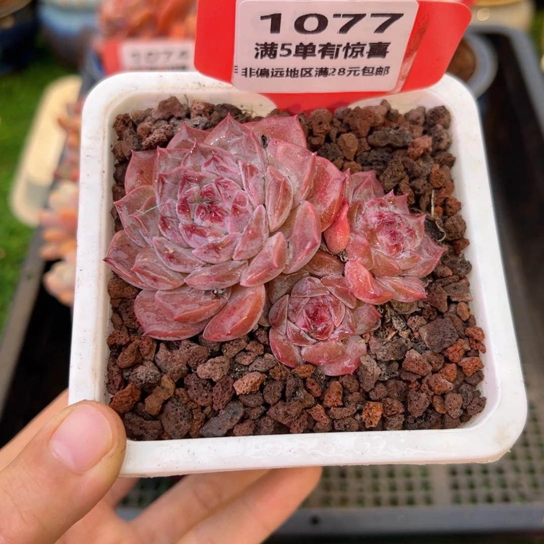 表妹精品多肉1077.