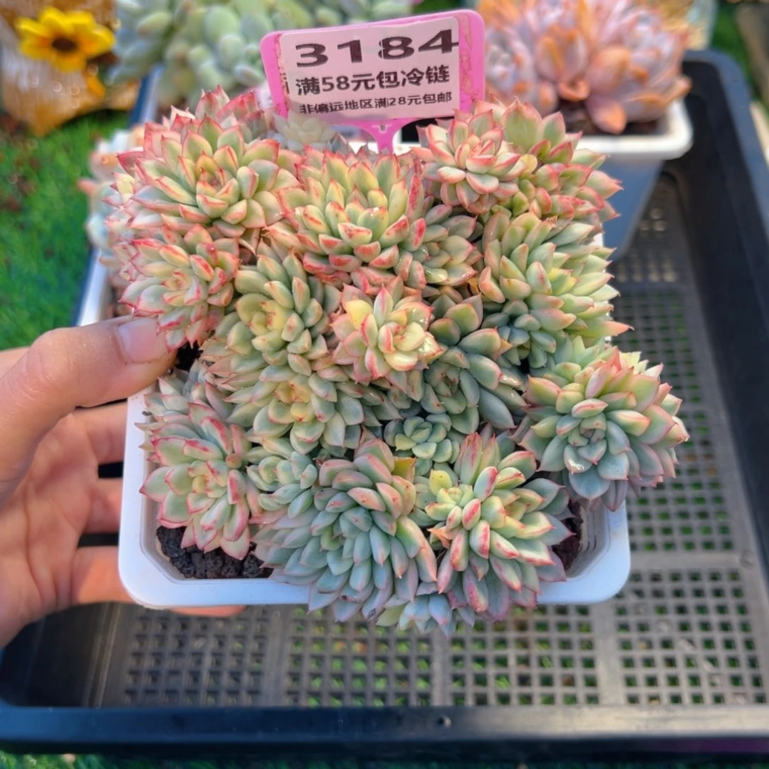 表妹精品多肉3184.