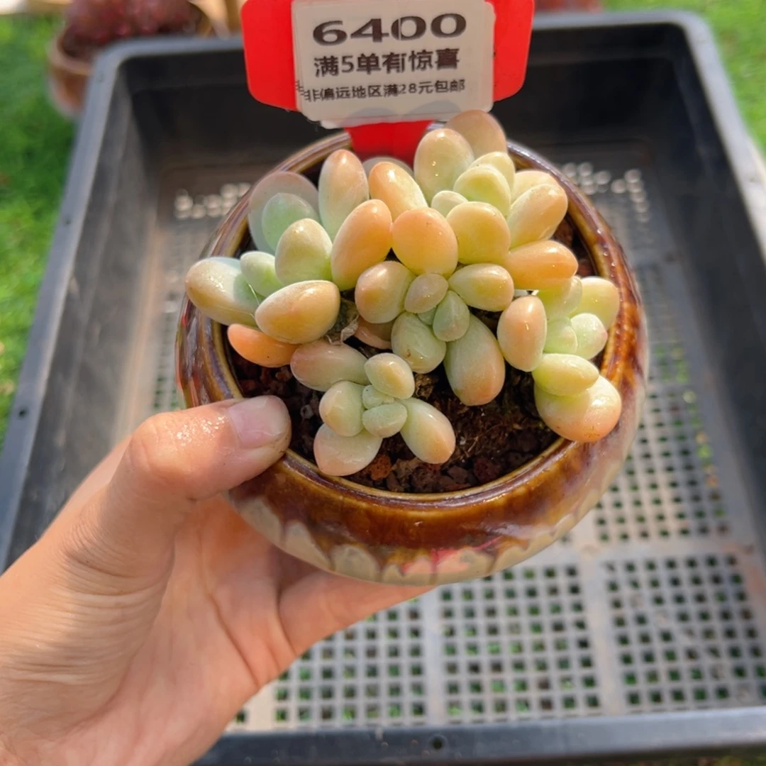 表妹精品多肉6400.