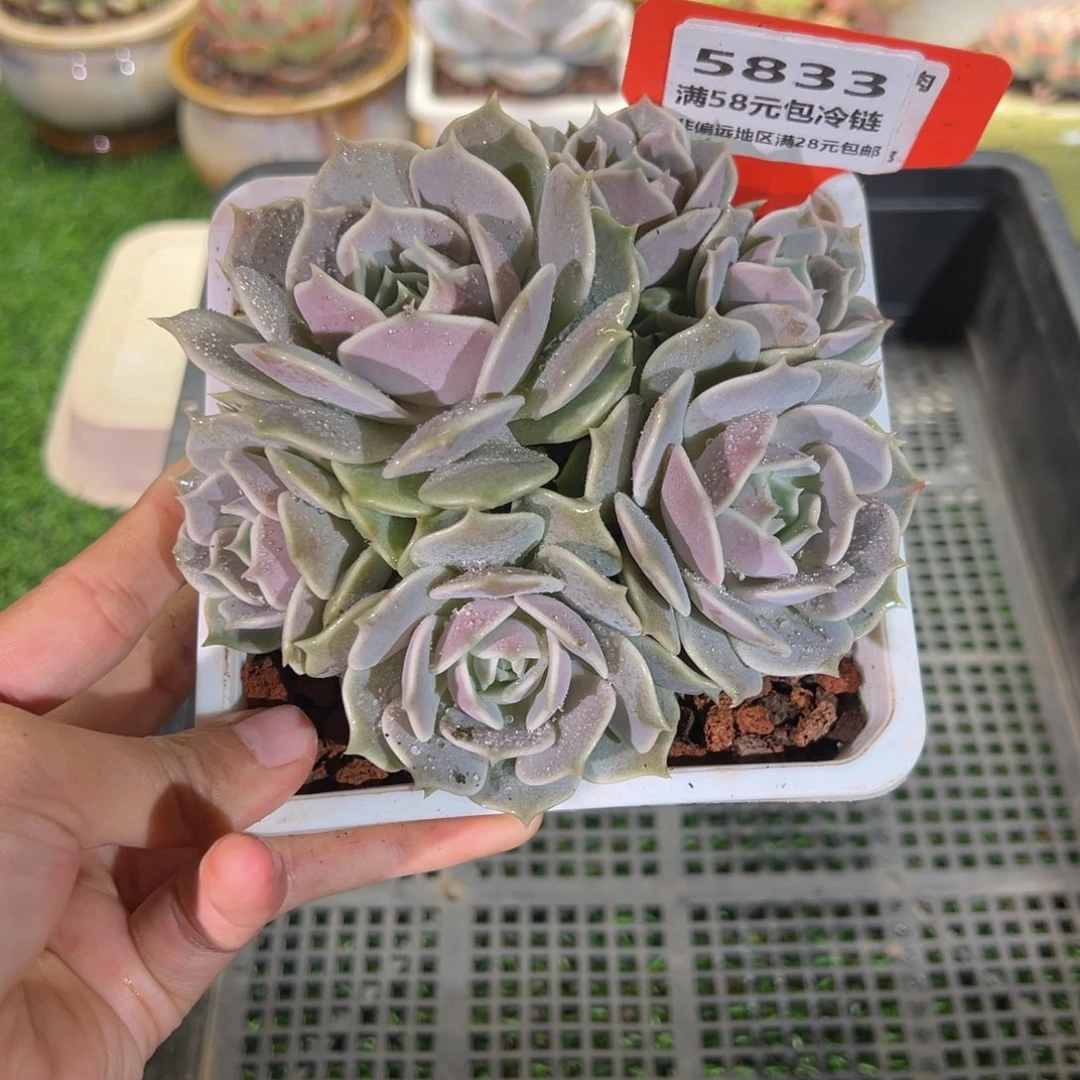 表妹精品多肉5833.