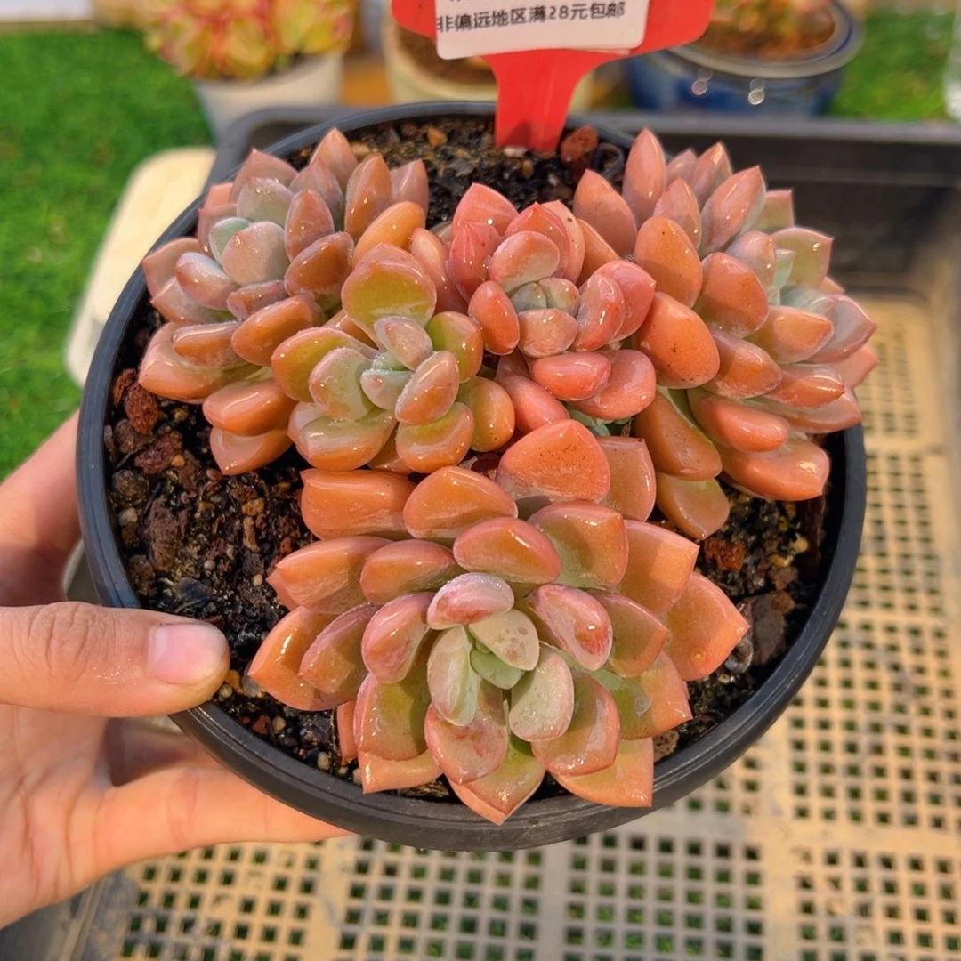 表妹精品多肉5038: